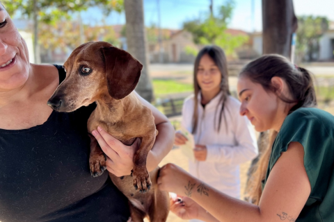 ‘Dia D da Campanha de Vacinação Contra a Raiva’ imuniza mais de 600 animais em Cosmópolis